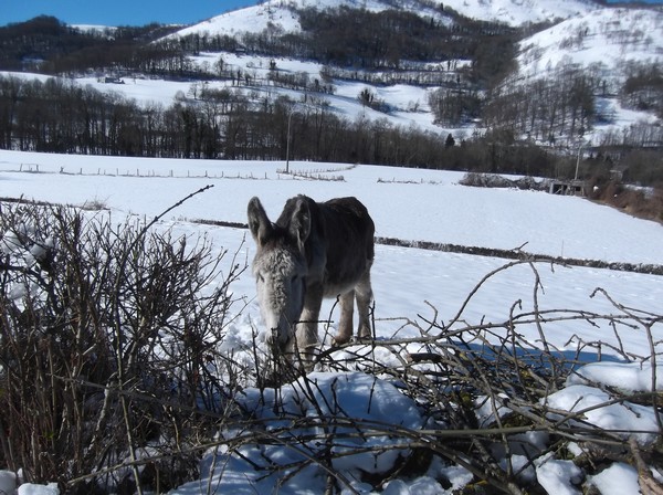 Pleu de l'Abéreu, col des Palomières, raquettes 027